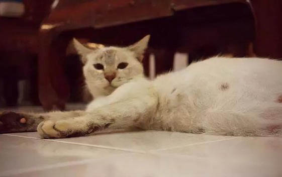 猫怎么会胖脸