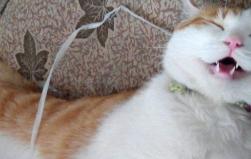 木天蓼棒() 对猫有危害吗？