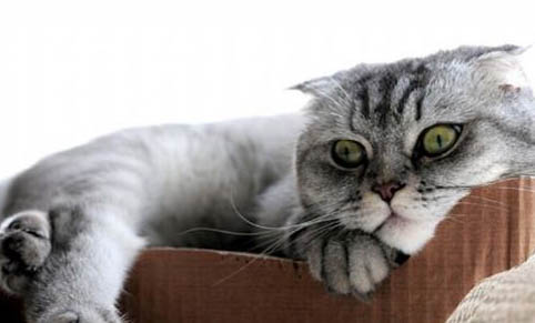 猫罐头在哪里买