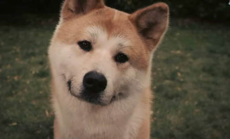 狗狗牙龈瘤和增生怎么判别