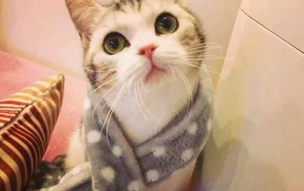 新来的小猫半夜一直叫怎么办？