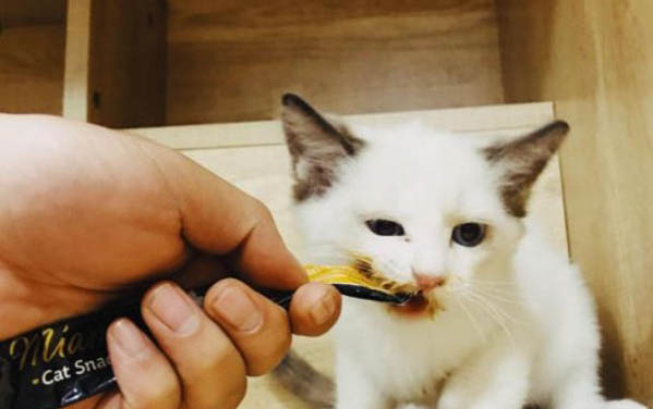 猫咪流眼泪流鼻涕怎么治