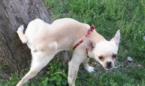 狗狗犬瘟好转有哪些症状