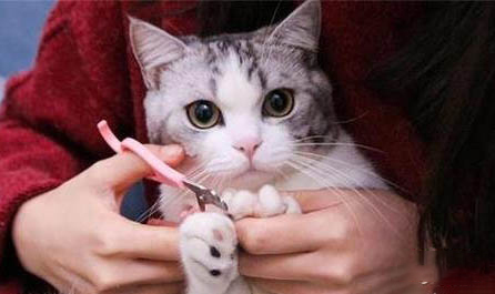 猫一直发出震动的声音?