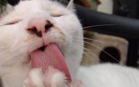 猫咪口水多什么原因引起的