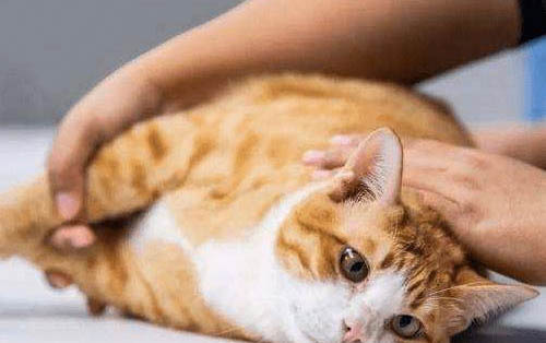 猫咪舔毛是什么意思呢