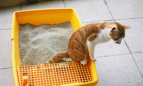 猫咪刚打完针可以洗澡吗