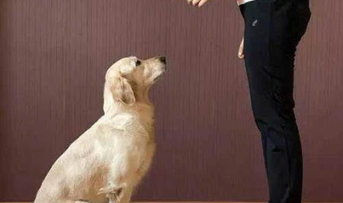 金毛幼犬补钙吃什么好