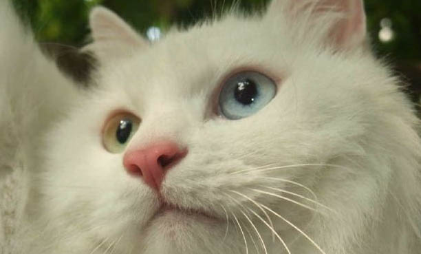 求助猫咪化毛球片要空腹吃吗