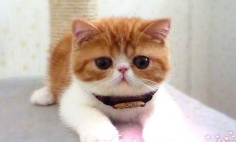 猫咪有被惊吓过度会死亡吗