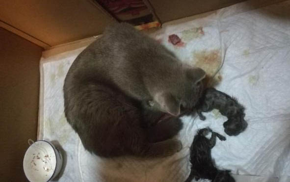 怎么判断小猫是否被母猫遗弃