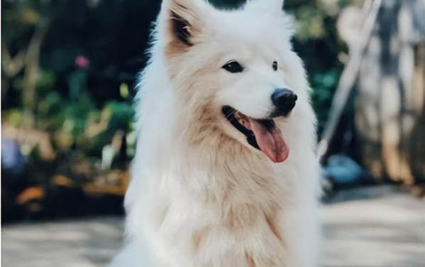 狗狗晚上不睡觉异常兴奋怎么回事