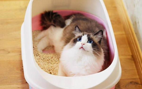 请问猫咪呕吐的原因及处理方法?