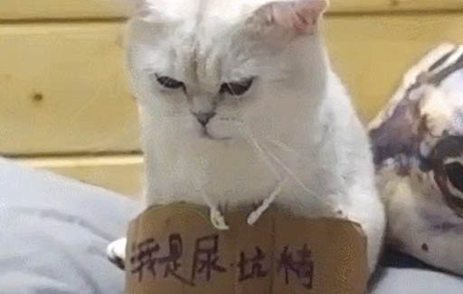 猫老流眼泪是为什么