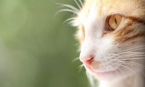 猫咪有皮脂毛囊炎怎么办