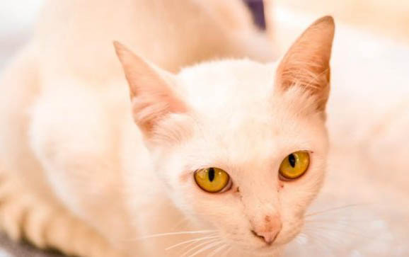 猫咪咬人咬人怎么办