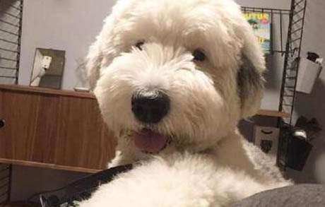 狗狗换牙期需要注意什么