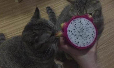 猫咪胎毛多久能掉?