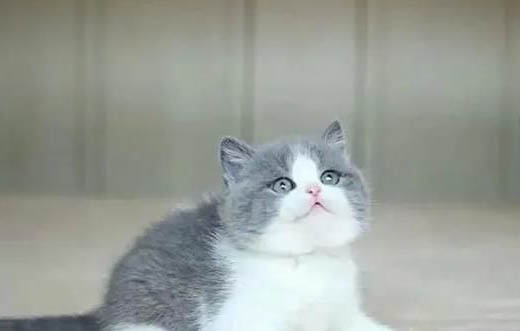 英国短毛猫到处尿的原因及处理方法