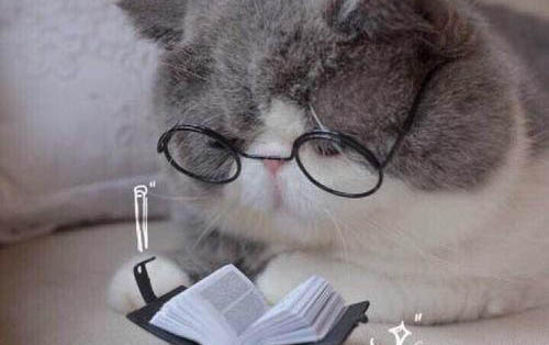 小猫只吃肉不吃猫粮怎么纠正